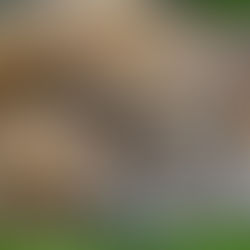 How does sleep affect male fertility? An underexplored aspect of reproductive health